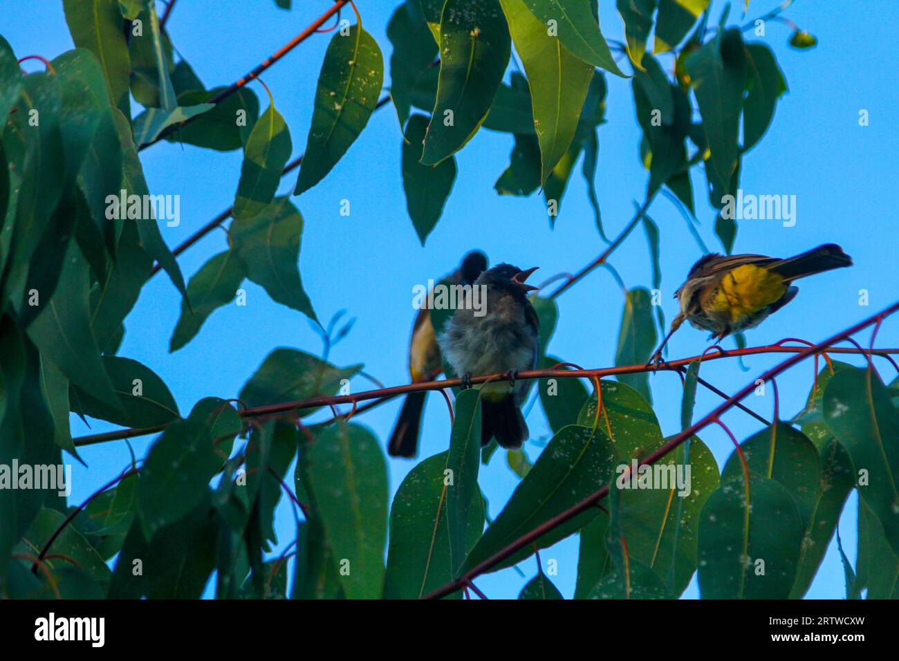 Un piccolo uccello arroccato su un ramo che grida con provocazione. Foto Stock