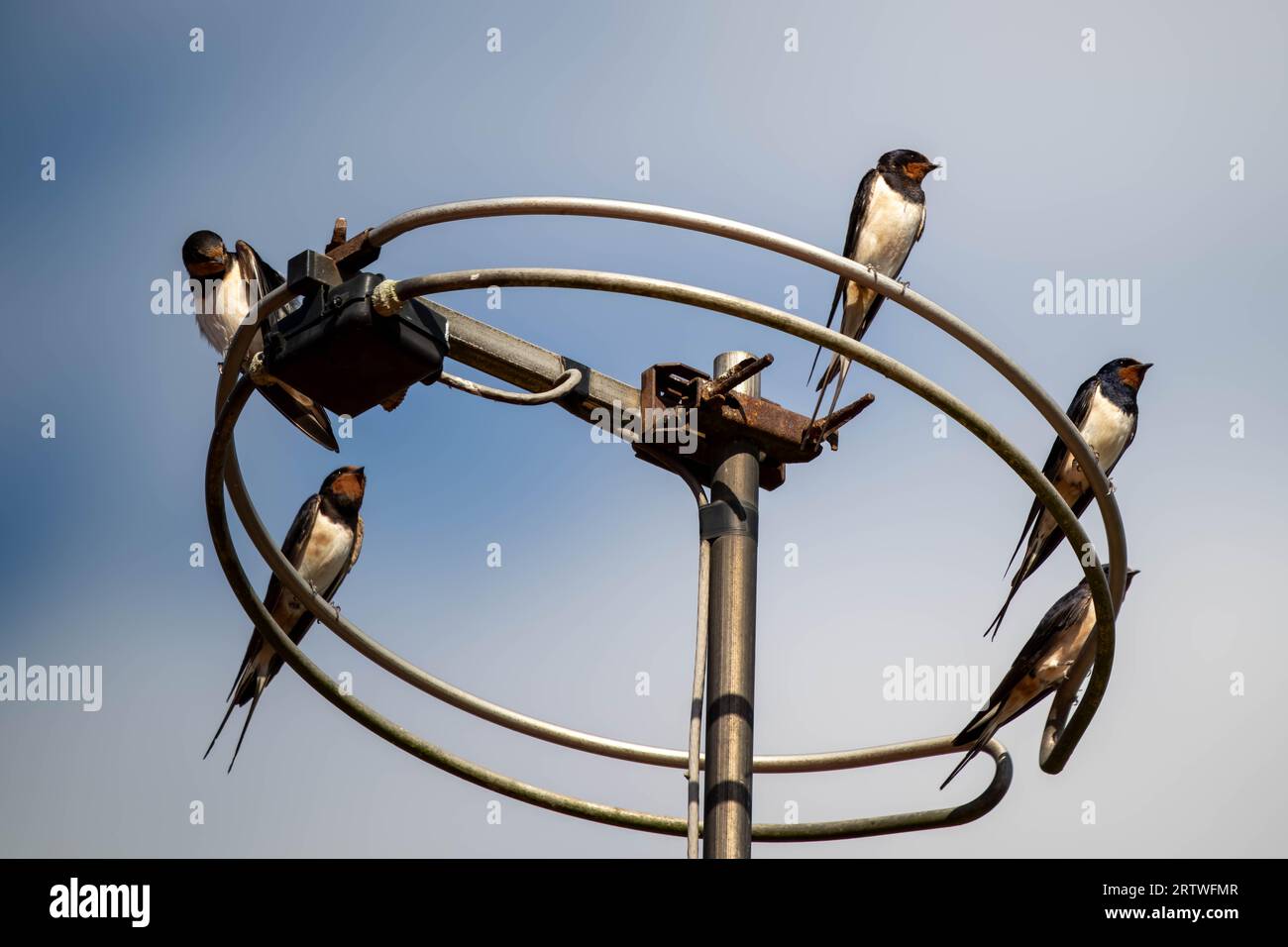 Un gruppo, gregge, di rondini, Hirundo rustica, arroccato su un'antenna televisiva il giorno prima della migrazione, Foto Stock