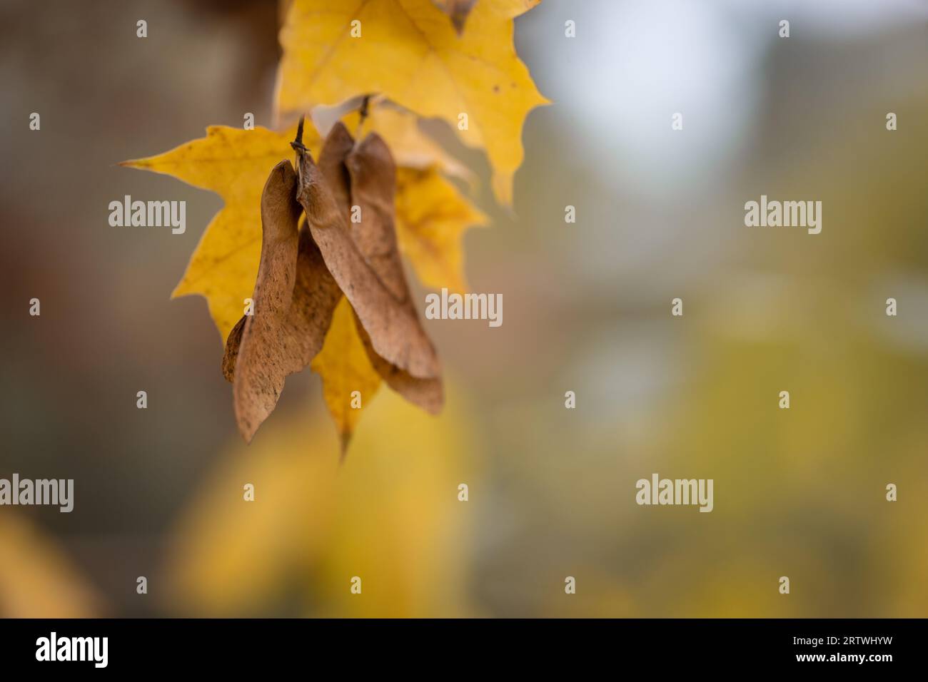 Primo piano delle foglie di acero giallo (Acer) e dei suoi frutti nella foresta in autunno. Messa a fuoco selettiva. Atmosfera autunnale. Foto Stock