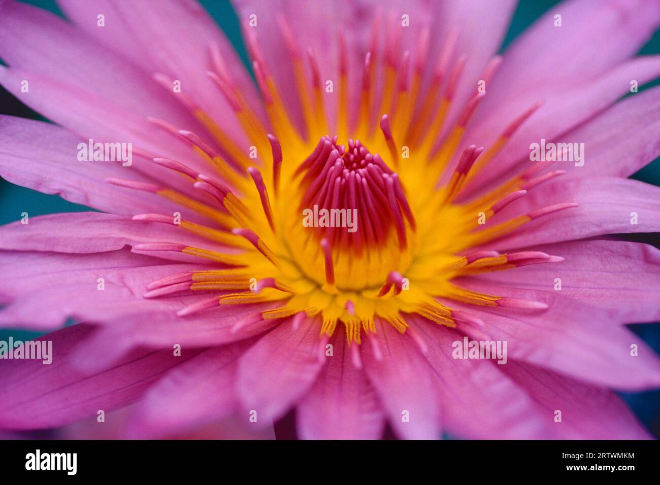 Nymphaea "Julien Decelle" Foto Stock