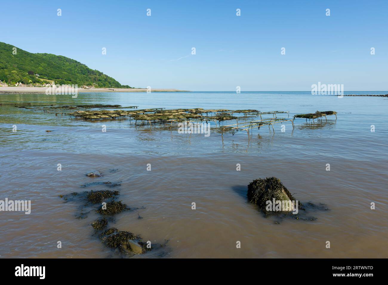 Oyster Bags a Porlock Beach, nella baia di Porlock, vicino a Porlock Weir, sulla costa dell'Exmoor National Park, Somerset, Inghilterra. Foto Stock