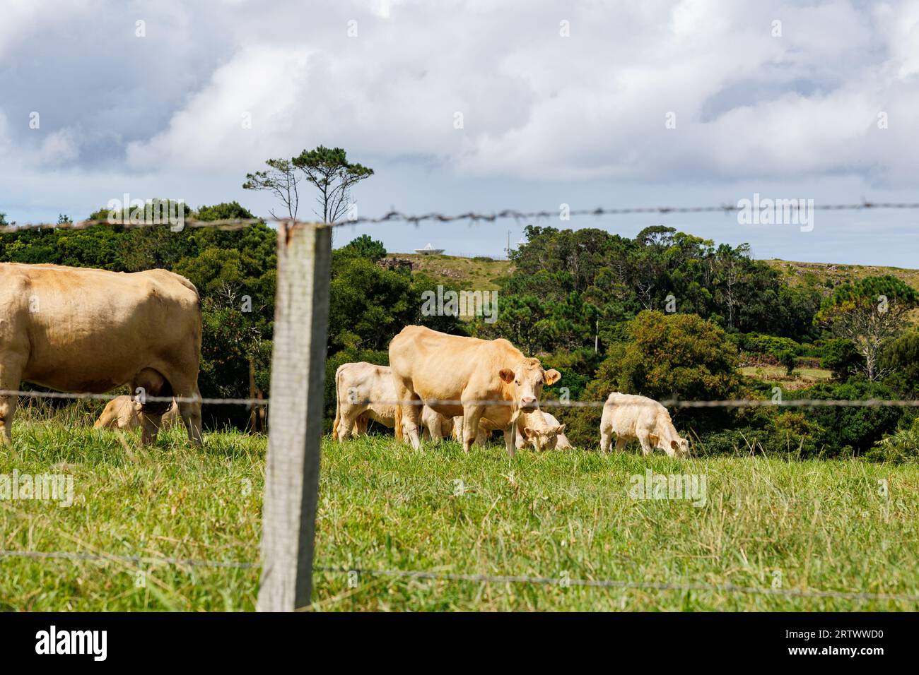 Carine mucche all'aperto su pascoli, isole Azzorre, Portogallo, animali felici. Foto Stock