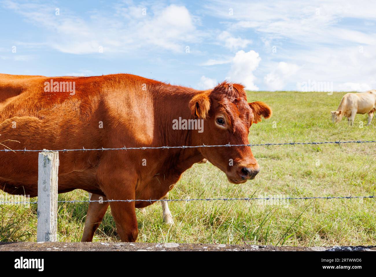 Carine mucche all'aperto su pascoli, isole Azzorre, Portogallo, animali felici. Foto Stock