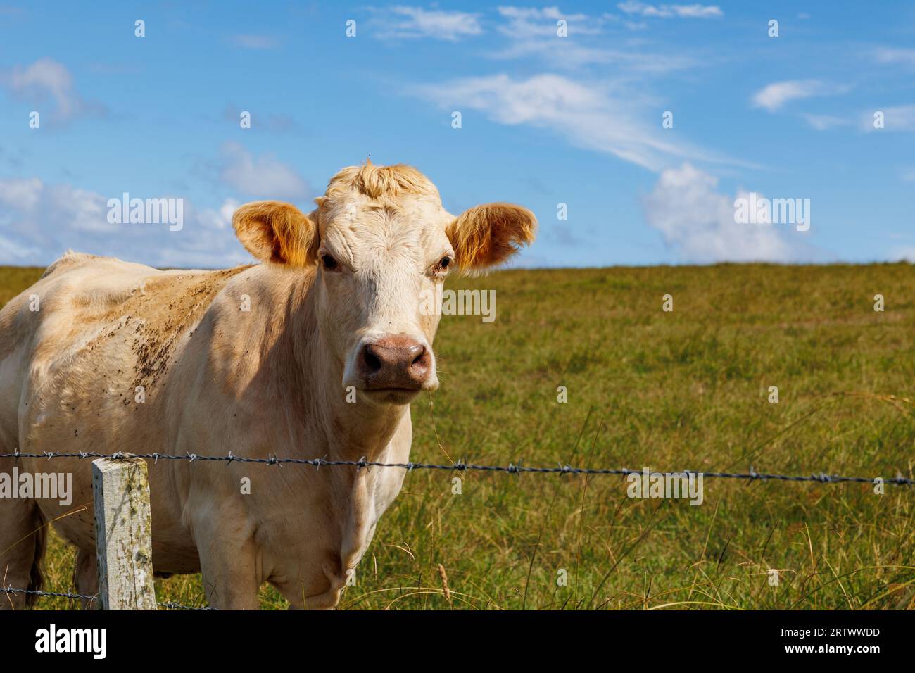 Carine mucche all'aperto su pascoli, isole Azzorre, Portogallo, animali felici. Foto Stock