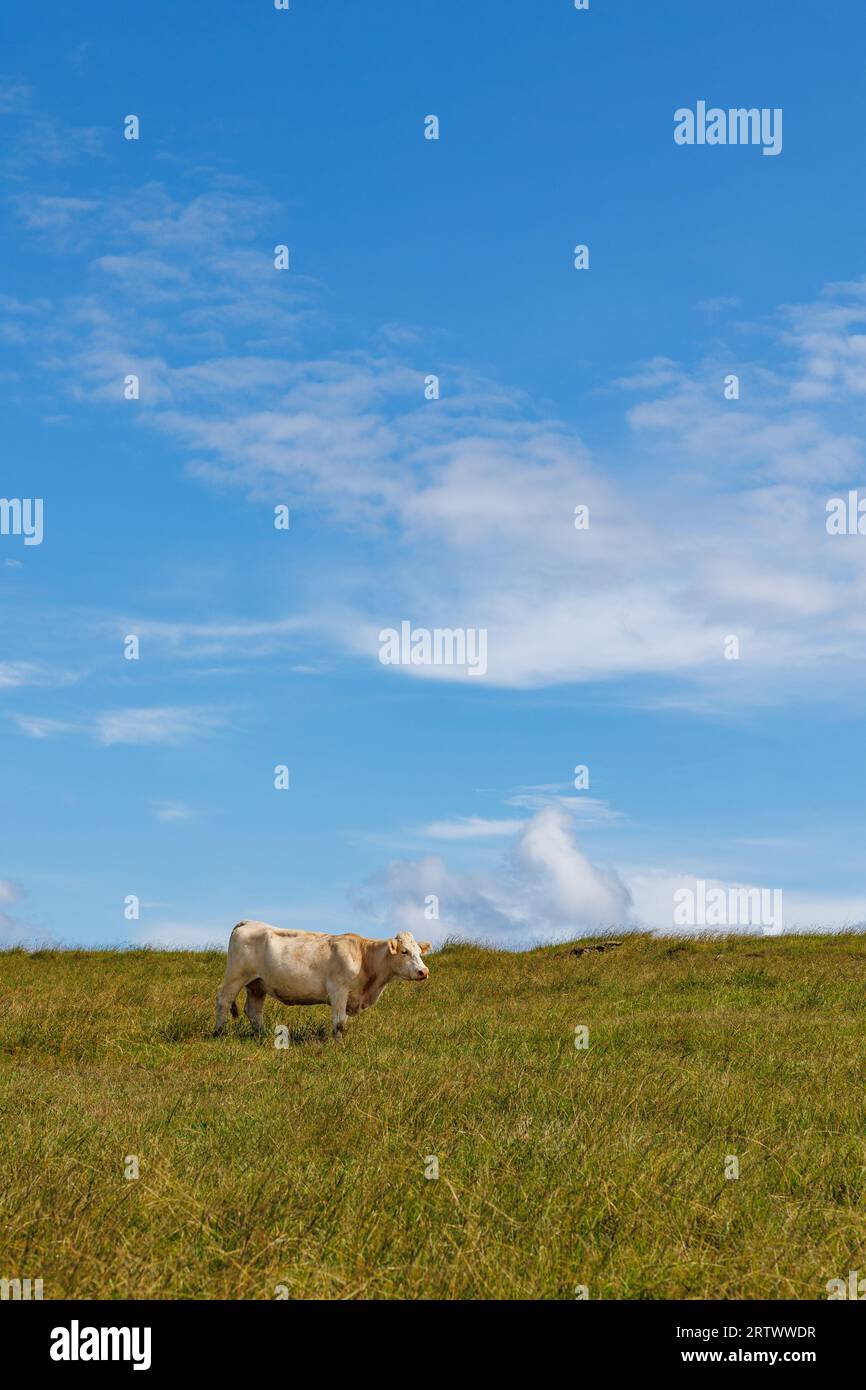 Carine mucche all'aperto su pascoli, isole Azzorre, Portogallo, animali felici. Foto Stock
