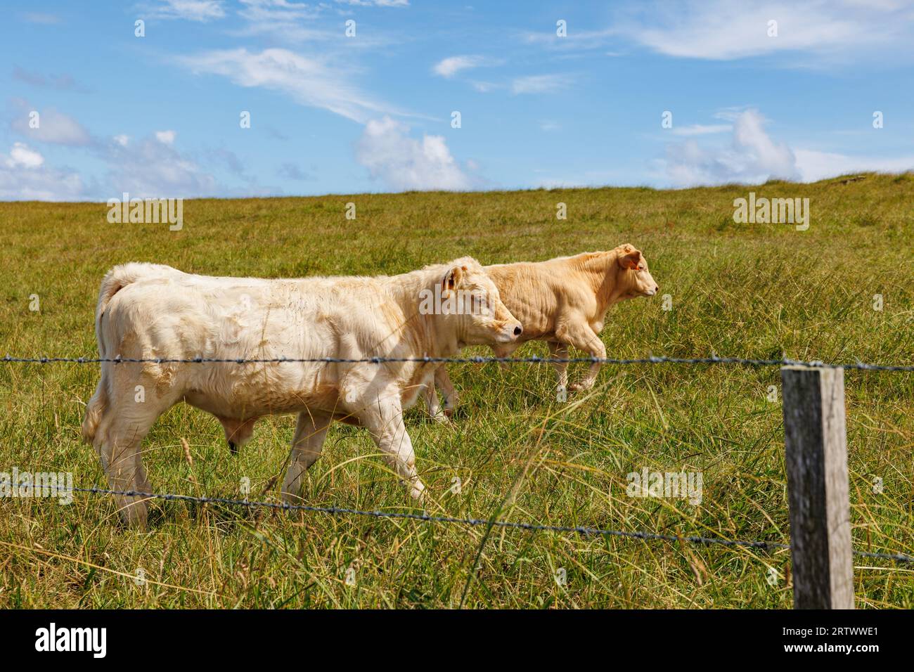 Carine mucche all'aperto su pascoli, isole Azzorre, Portogallo, animali felici. Foto Stock