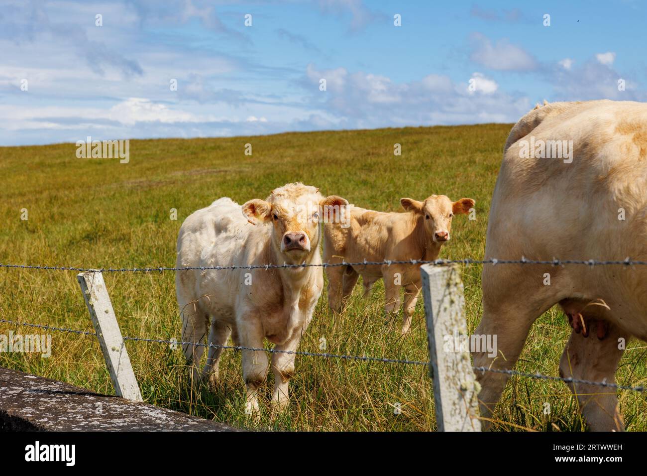 Carine mucche all'aperto su pascoli, isole Azzorre, Portogallo, animali felici. Foto Stock