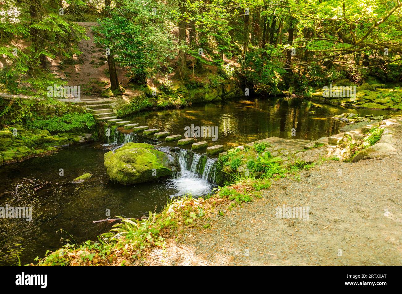 Il fiume Shimna scorre su gradini nella foresta di Tollymore Foto Stock