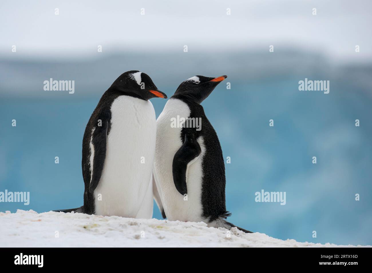 Pinguini di Gentoo (Pygoscelis papua), Damoy Point, Wiencke Island, Antartide. Foto Stock