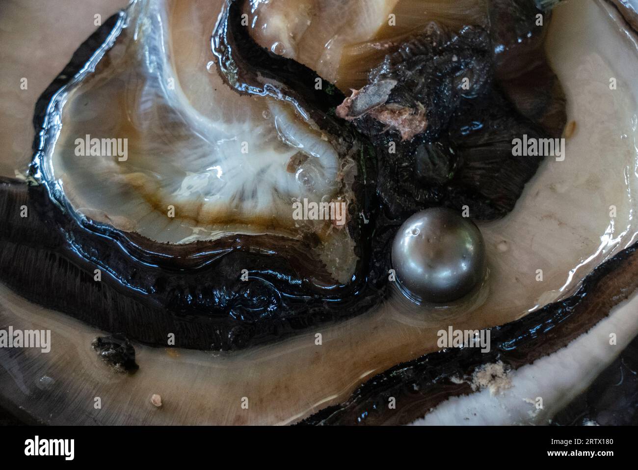 Fattoria Hinano Pearls, Rangiroa, arcipelago Tuamotu, Polinesia francese. Foto Stock