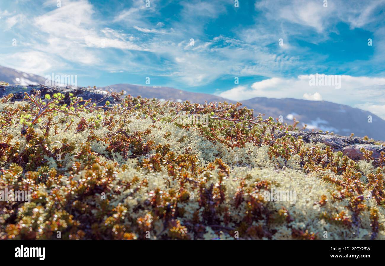 Arctic Tundra lichen Moss primo piano. Si trova principalmente nelle zone della Tundra artica, la tundra alpina, ed è estremamente resistente al freddo. Cladonia rangiferina, anche k Foto Stock
