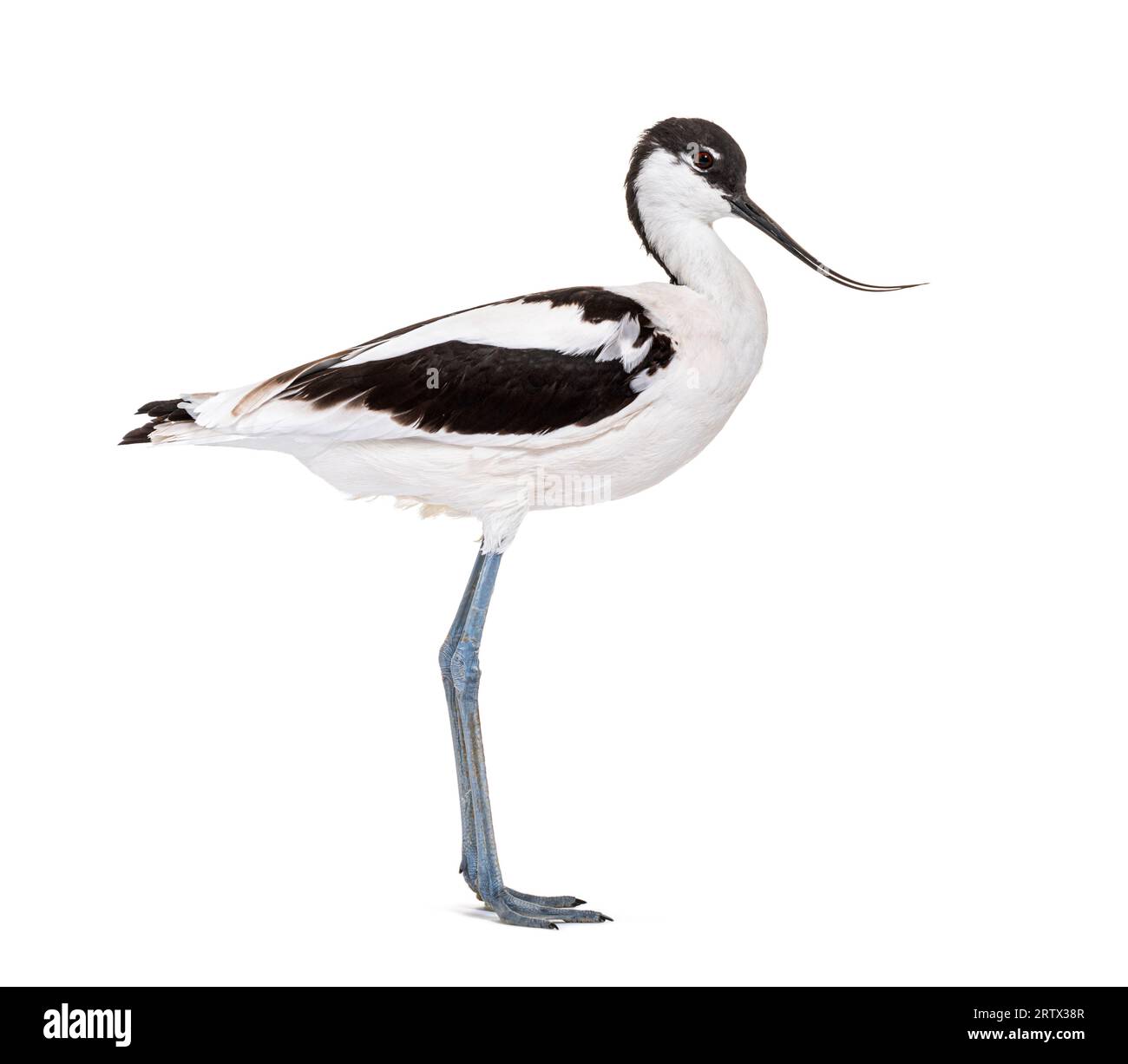 Avocet pied, Recurvirostra avosetta, wader bianco e nero, famiglia stilt, isolato su bianco Foto Stock