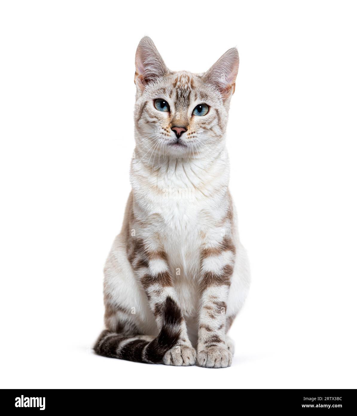 Lince di neve gatto bengala di fronte alla macchina fotografica, isolato su bianco Foto Stock