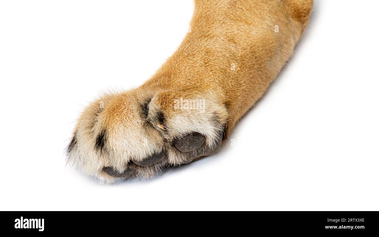 primo piano dei dettagli di una zampa di leone. si possono vedere le suole dei piedi, i cuscinetti e gli artigli, isolati su bianco Foto Stock