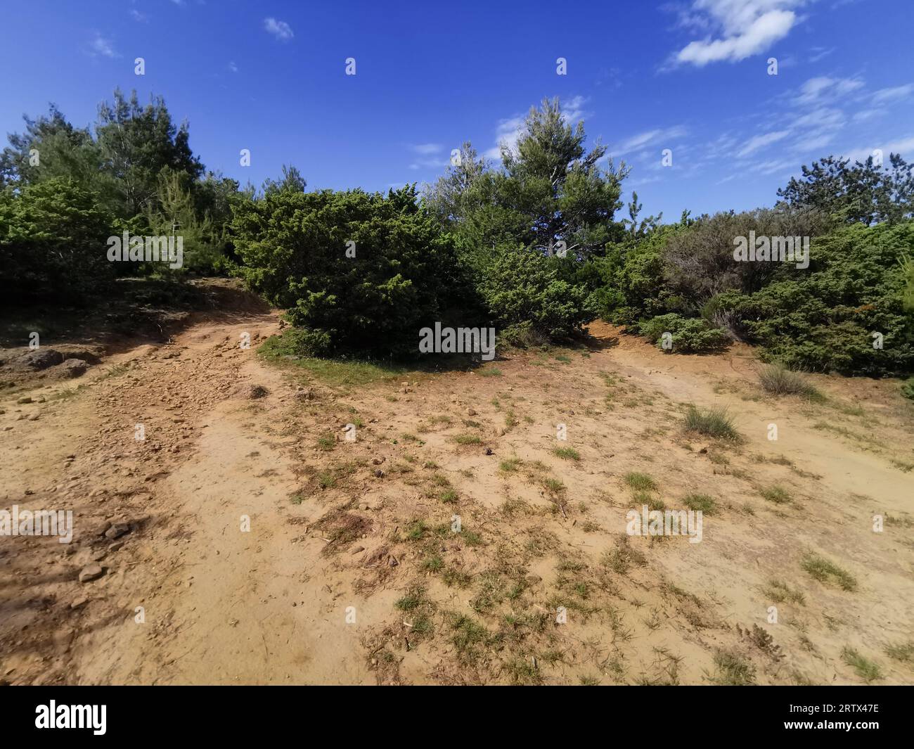Cespugli verdi sulla strada sassosa per la spiaggia dell'isola di Rab in Croazia Foto Stock