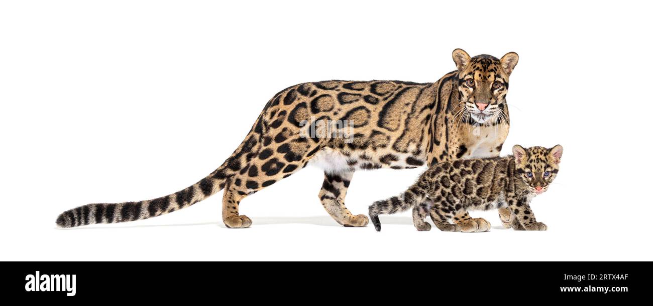 Madre nuvolava leopardo e il suo cucciolo, Neofelis nebulosa, isolato su bianco Foto Stock