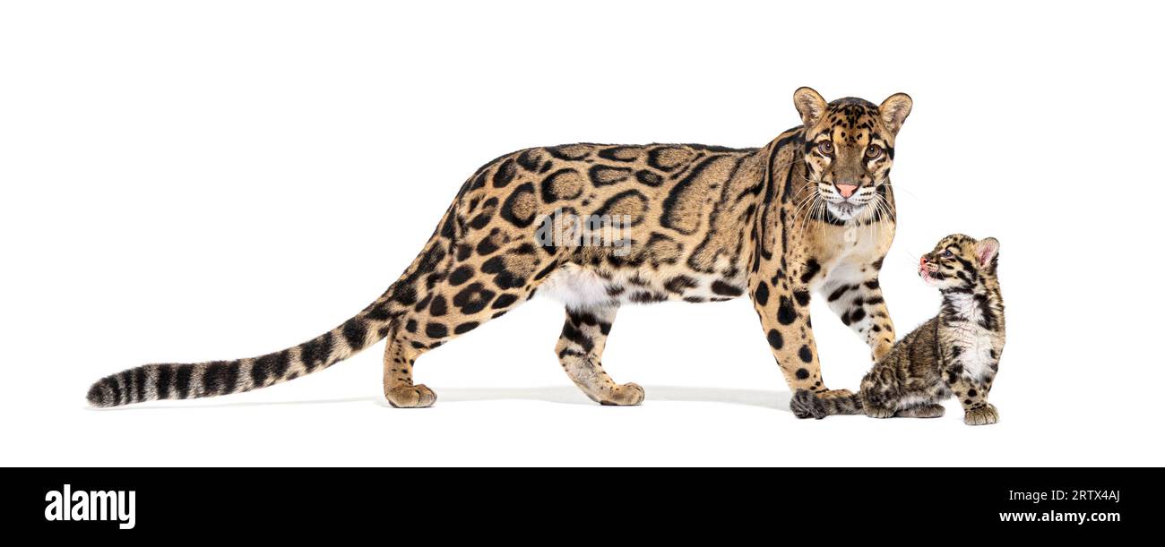 Madre nuvolava leopardo e il suo cucciolo, Neofelis nebulosa, isolato su bianco Foto Stock