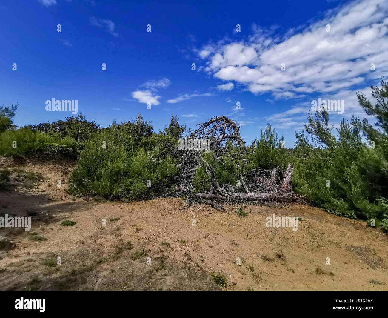 Cespugli verdi sulla strada sassosa per la spiaggia dell'isola di Rab in Croazia Foto Stock