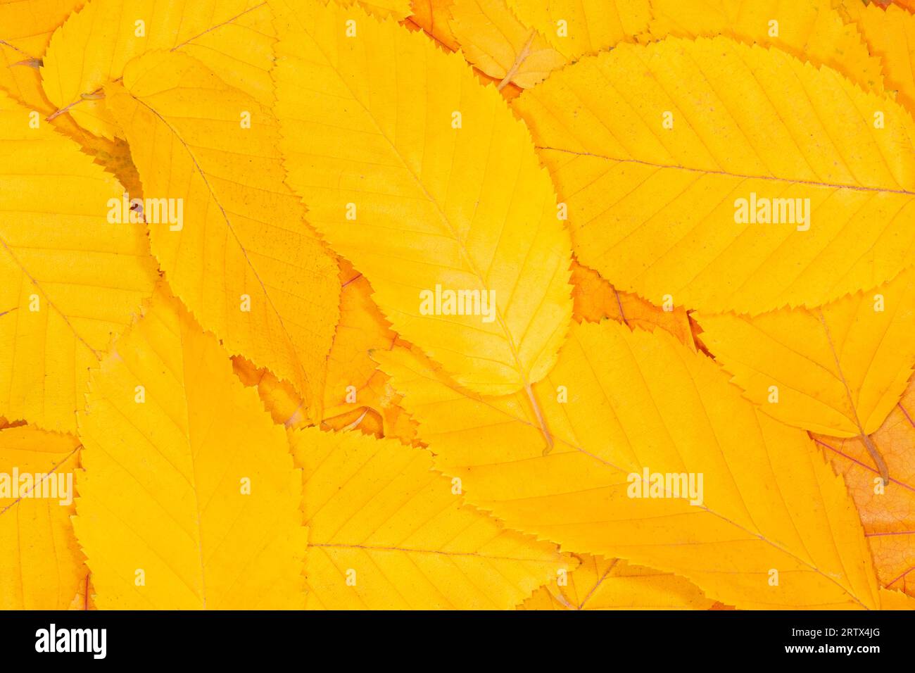 sfondo naturale astratto: primo piano di un mucchio di foglie autunnali gialle Foto Stock