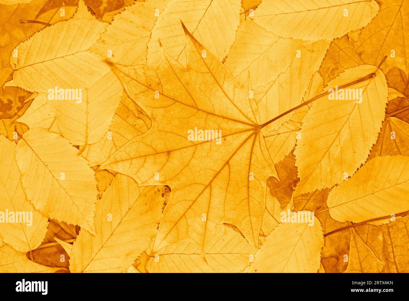 sfondo autunnale astratto: primo piano di un mucchio di foglie di olmo secco e di acero Foto Stock