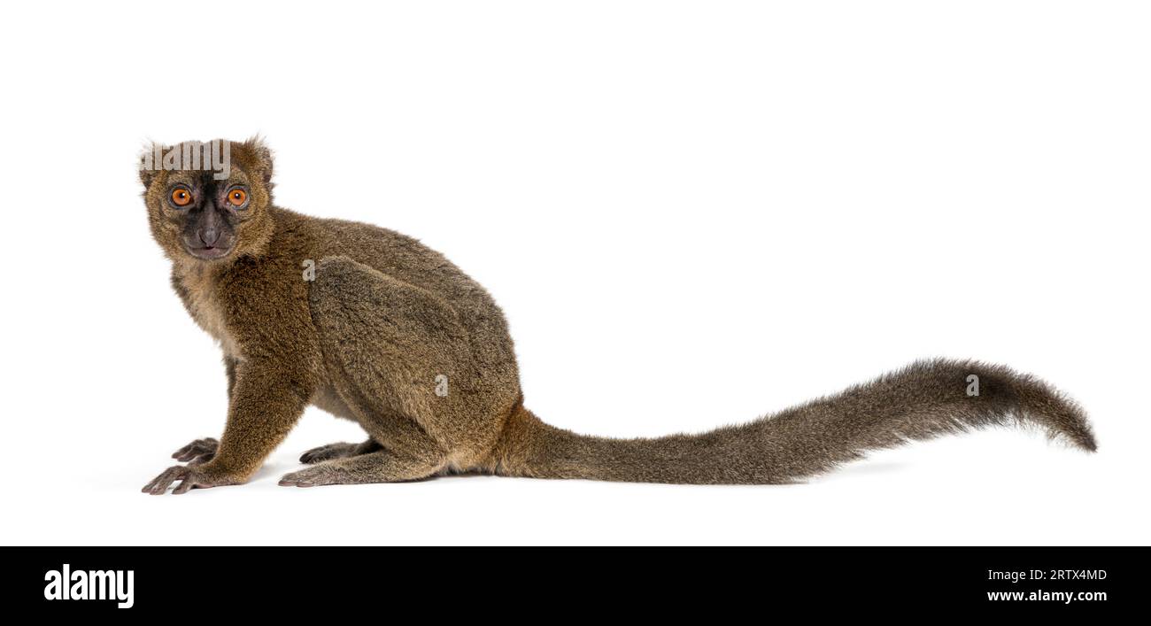 Maggiore lemure di bambù, Prolemur simus, isolato su bianco Foto Stock