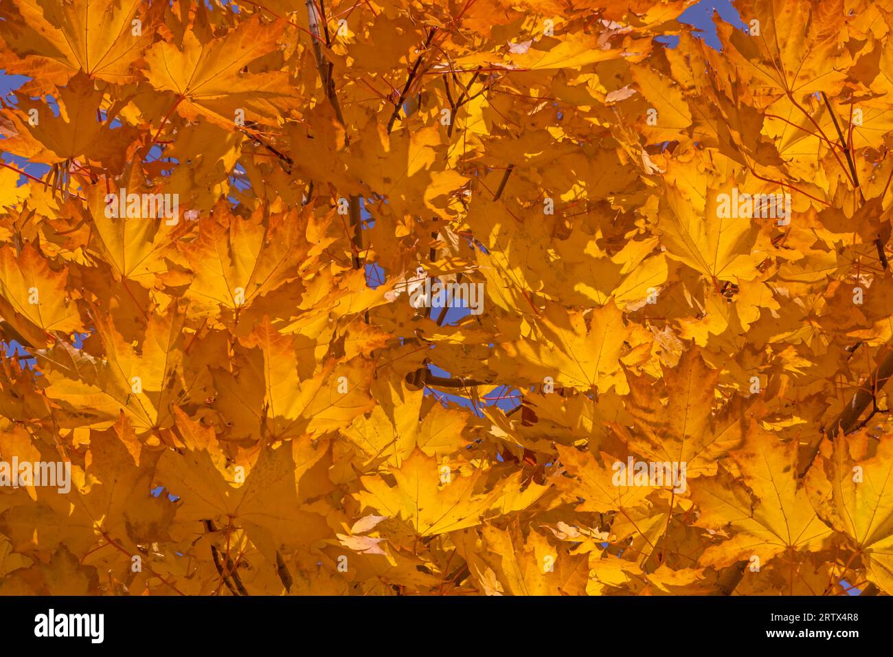 rami di acero con foglie di arancio brillante in autunno Foto Stock