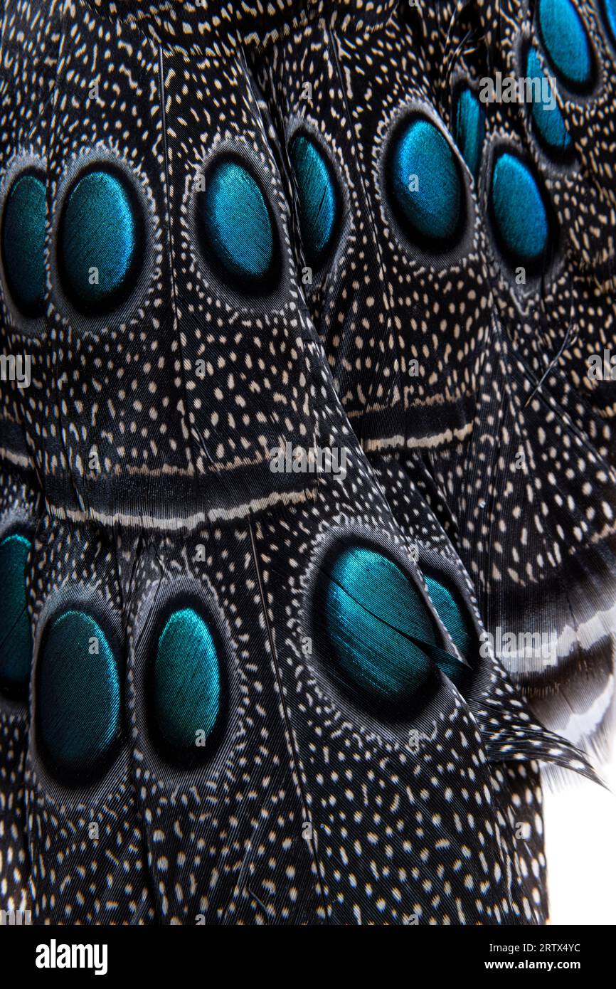 Primo piano sugli Eyespot o sull'ocellus sulle piume del pavone-fagiano di Palawan, Polyplectron napoleonis Foto Stock
