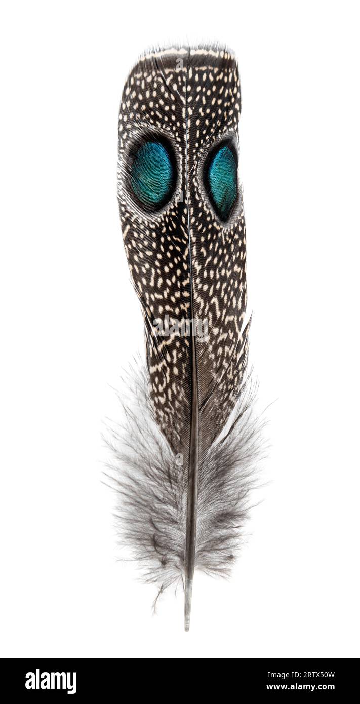 Piuma maculata di un pavone-fagiano palawano con due oculari, Polyplectron napoleonis, isolato su bianco Foto Stock
