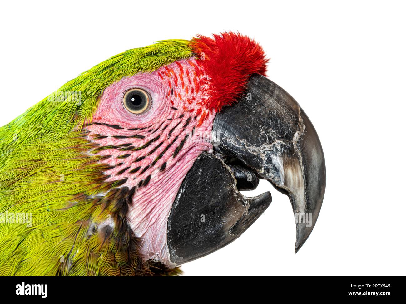Primo piano di un colpo di testa di Macaw verde grande, becco aperto, Ara ambiguus, isolato su bianco Foto Stock