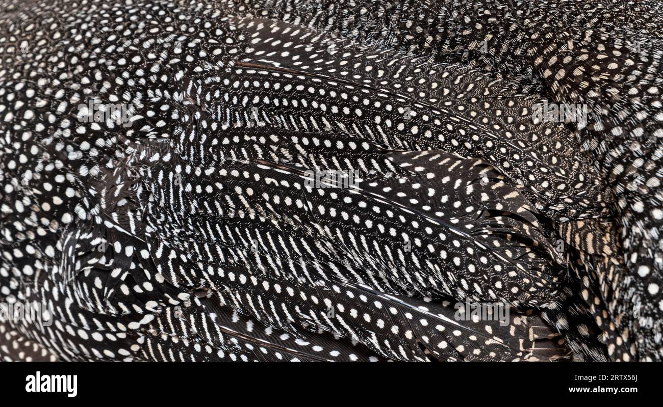Primo piano sulle piume di guineafowl con casco maculato nero e bianco, Numida meleagris, isolata su bianco Foto Stock