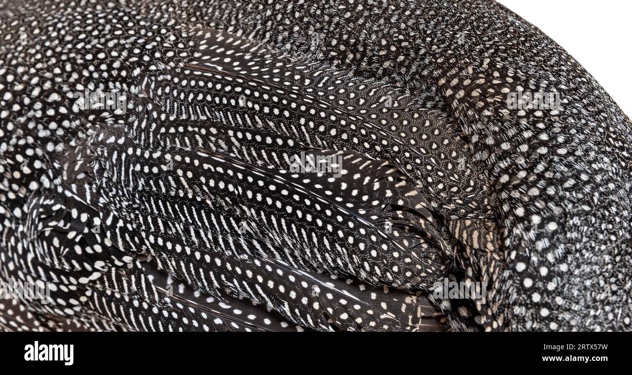 Primo piano sulle piume di guineafowl con casco maculato nero e bianco, Numida meleagris, isolata su bianco Foto Stock