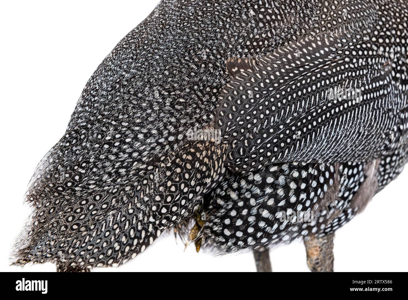 Primo piano sulle piume di guineafowl con casco maculato nero e bianco, Numida meleagris, isolata su bianco Foto Stock