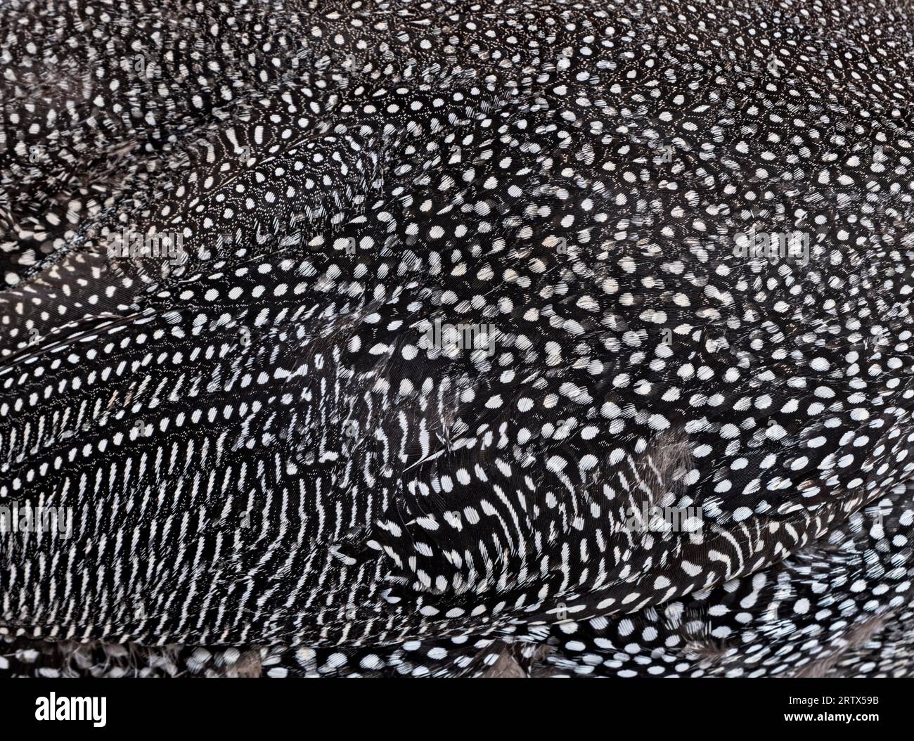 Primo piano sulle piume di guineafowl con casco maculato nero e bianco, Numida meleagris, isolata su bianco Foto Stock