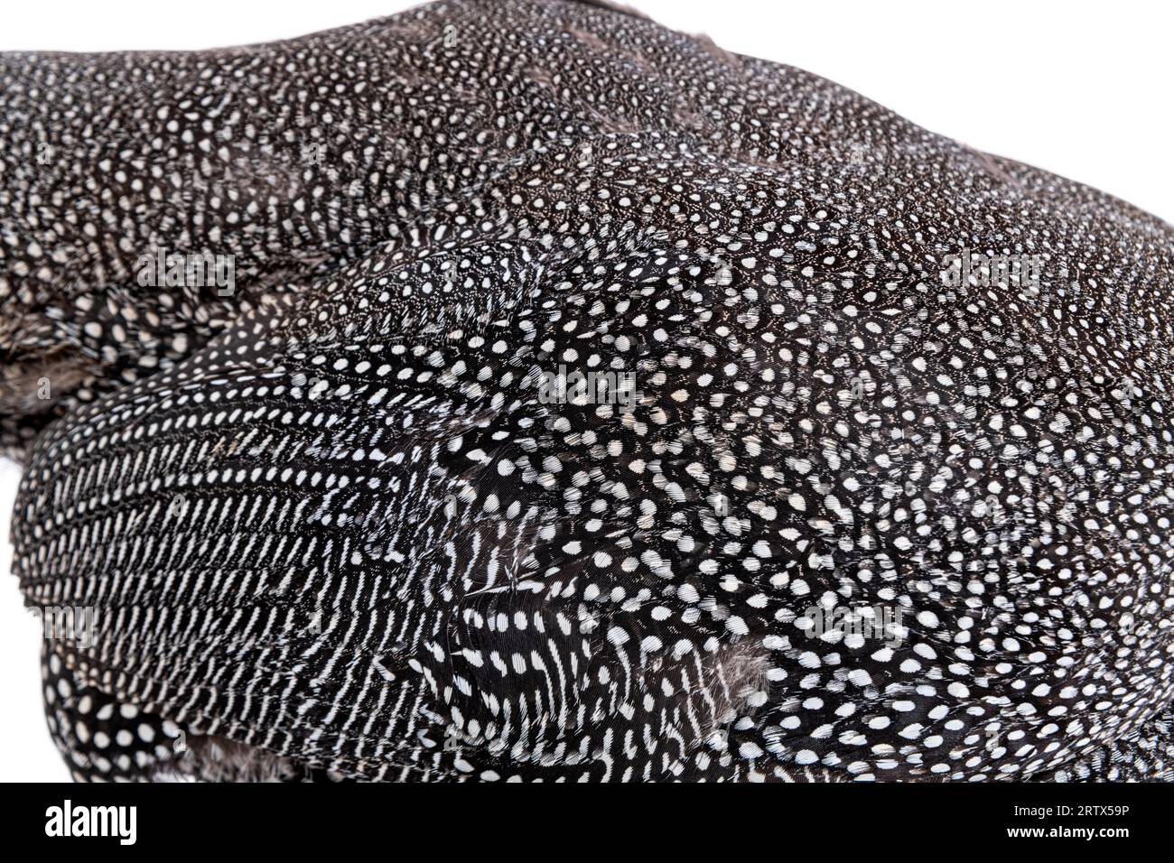 Primo piano sulle piume di guineafowl con casco maculato nero e bianco, Numida meleagris, isolata su bianco Foto Stock