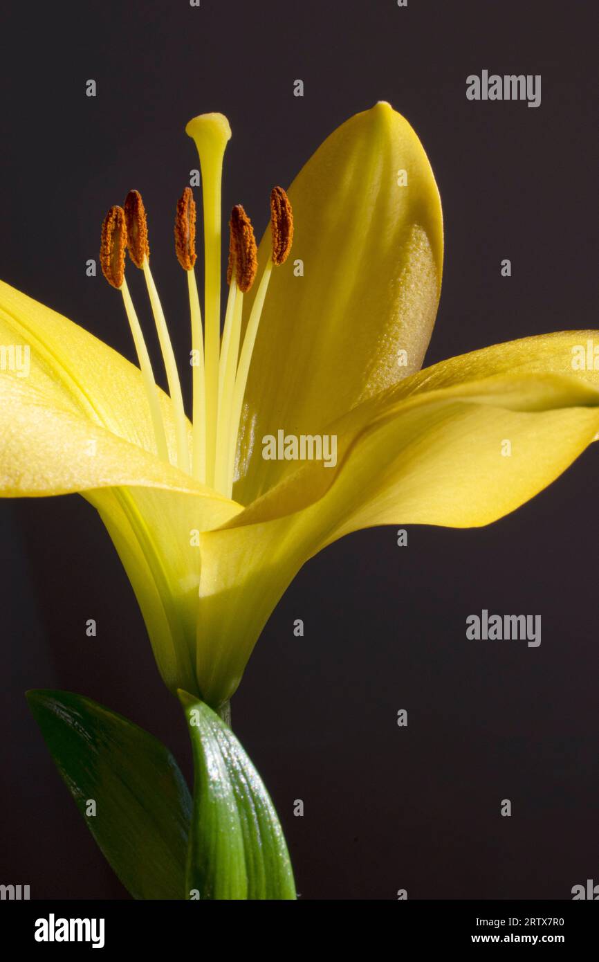 Primo piano di un fiore giallo di lilly Foto Stock