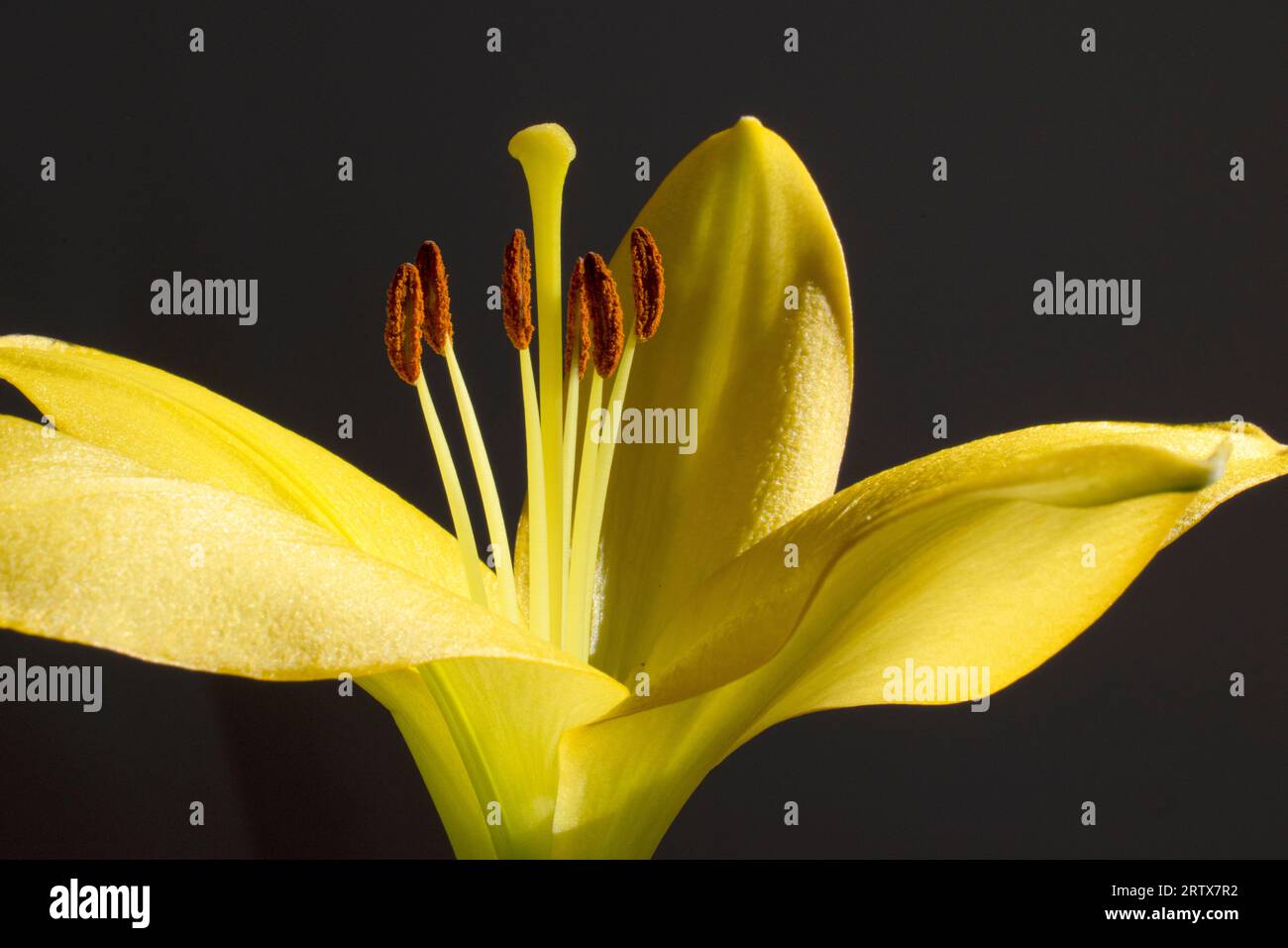 Primo piano di un fiore giallo di lilly Foto Stock