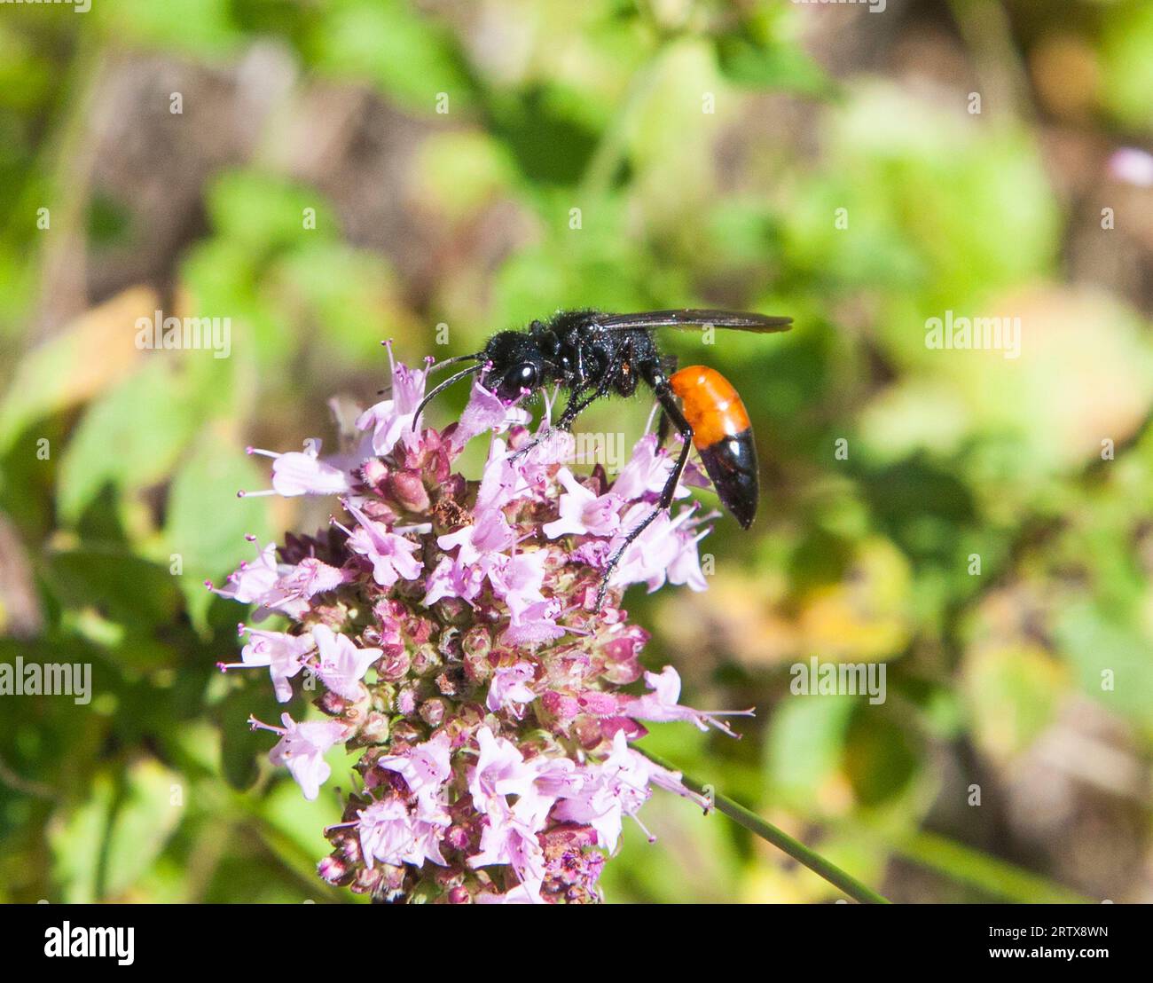 La vespa pelosa PODALONIA HIRSUTA è una specie di vespa parassitoidale Foto Stock