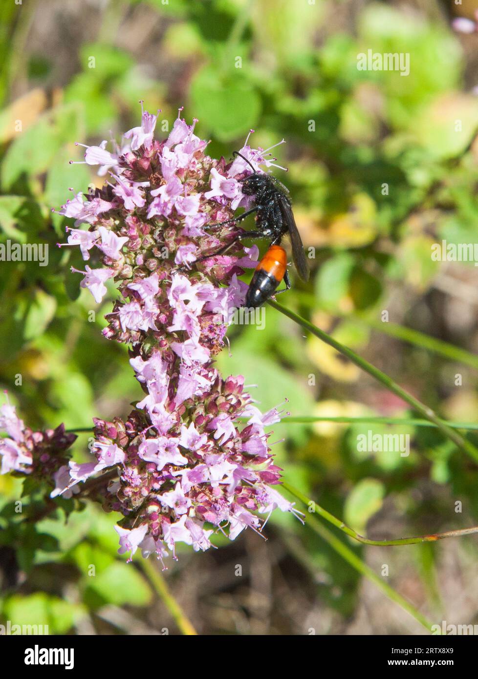 La vespa pelosa PODALONIA HIRSUTA è una specie di vespa parassitoidale Foto Stock