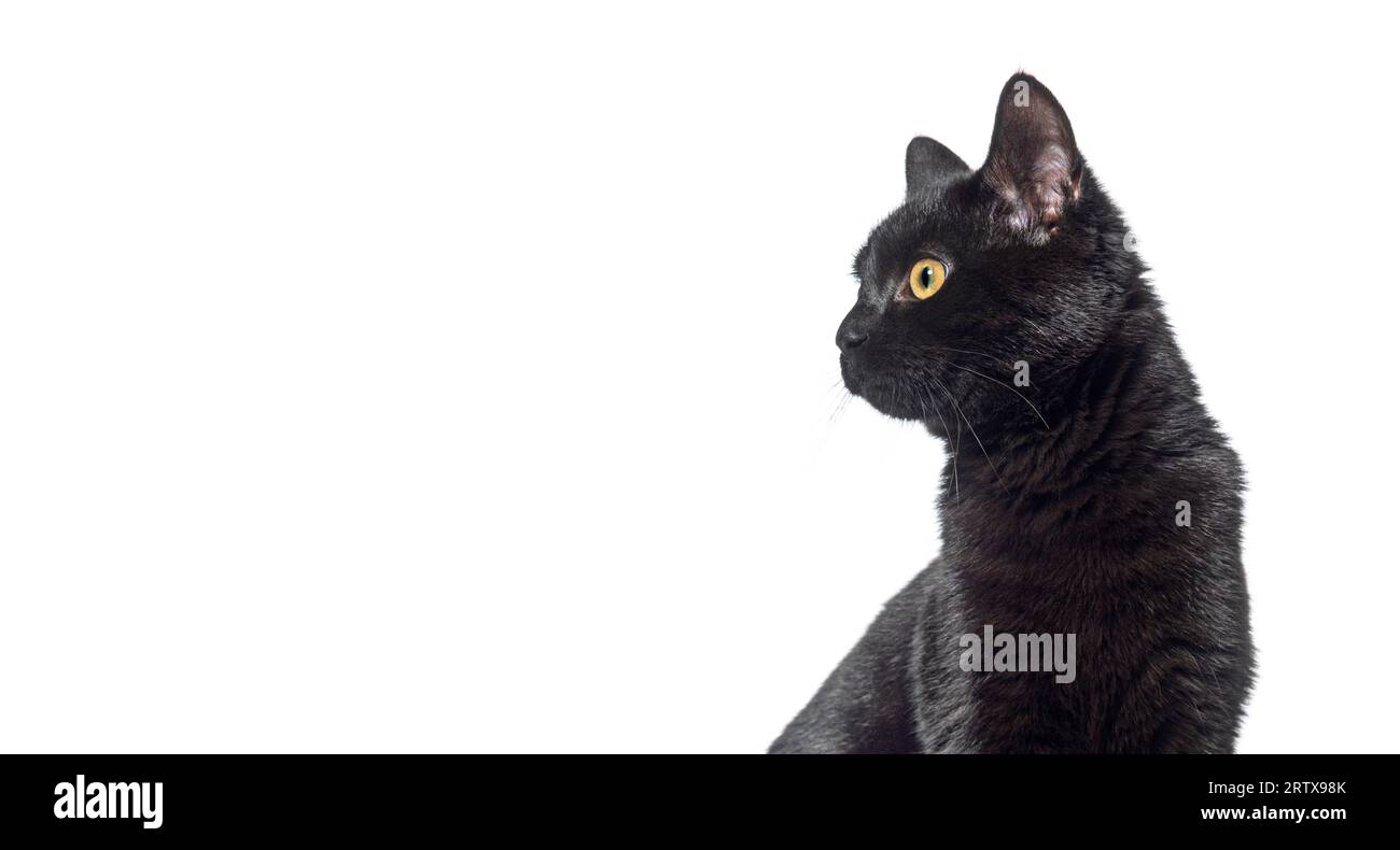 Foto della testa di un gatto nero che guarda lontano, banner web, isolato su bianco Foto Stock