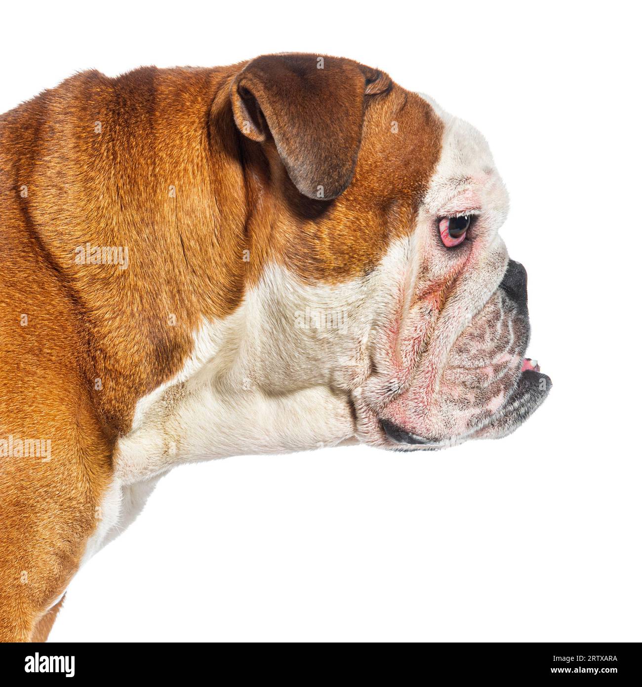 Profilo perfetto di una testa Bulldog inglese isolata su bianco Foto Stock