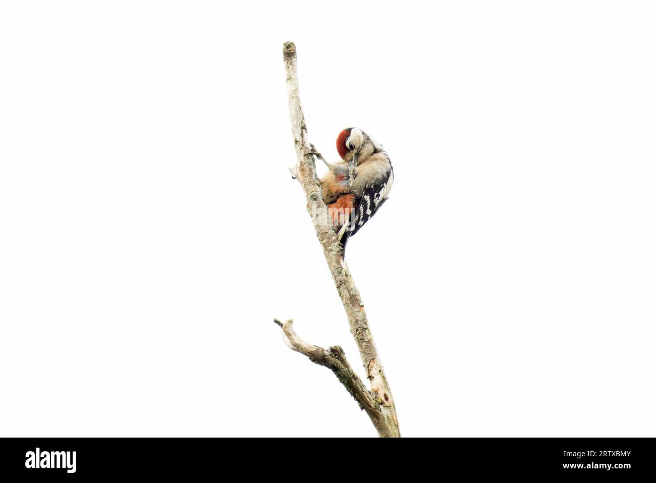 Great Spotted Woodpecker (Dendrocopos Major), preening giovanile Norwich luglio 2023 Foto Stock
