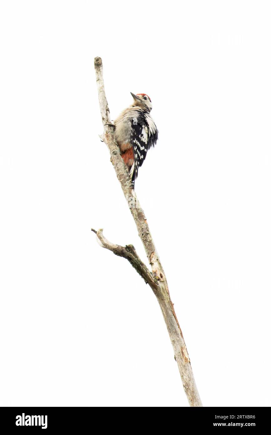 Great Spotted Woodpecker (Dendrocopos Major) giovanile Norwich luglio 2023 Foto Stock