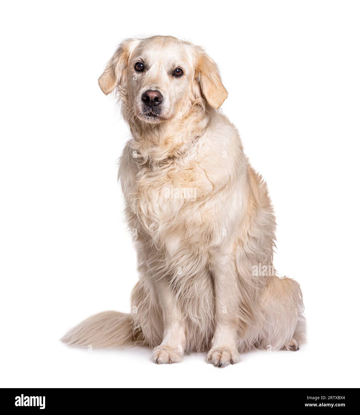 Seduto Golden Retriever, isolato su bianco Foto Stock