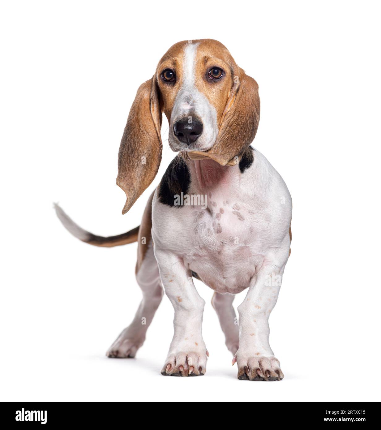 Giovane cane Norman Artesian Basset, isolato su bianco Foto Stock