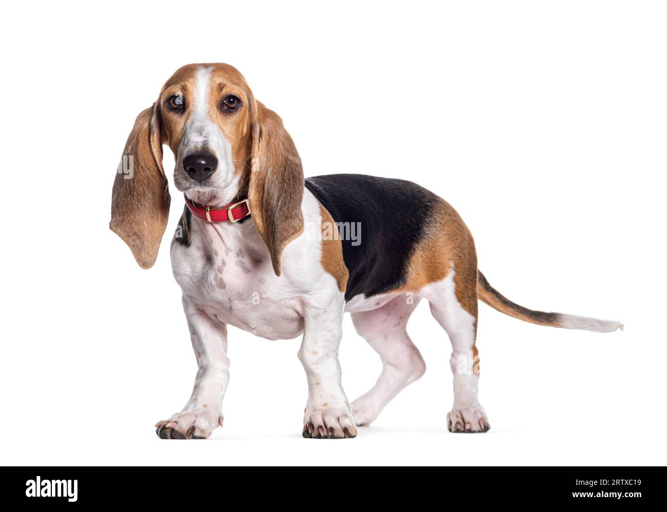 Giovane cane Norman Artesian Basset, isolato su bianco Foto Stock