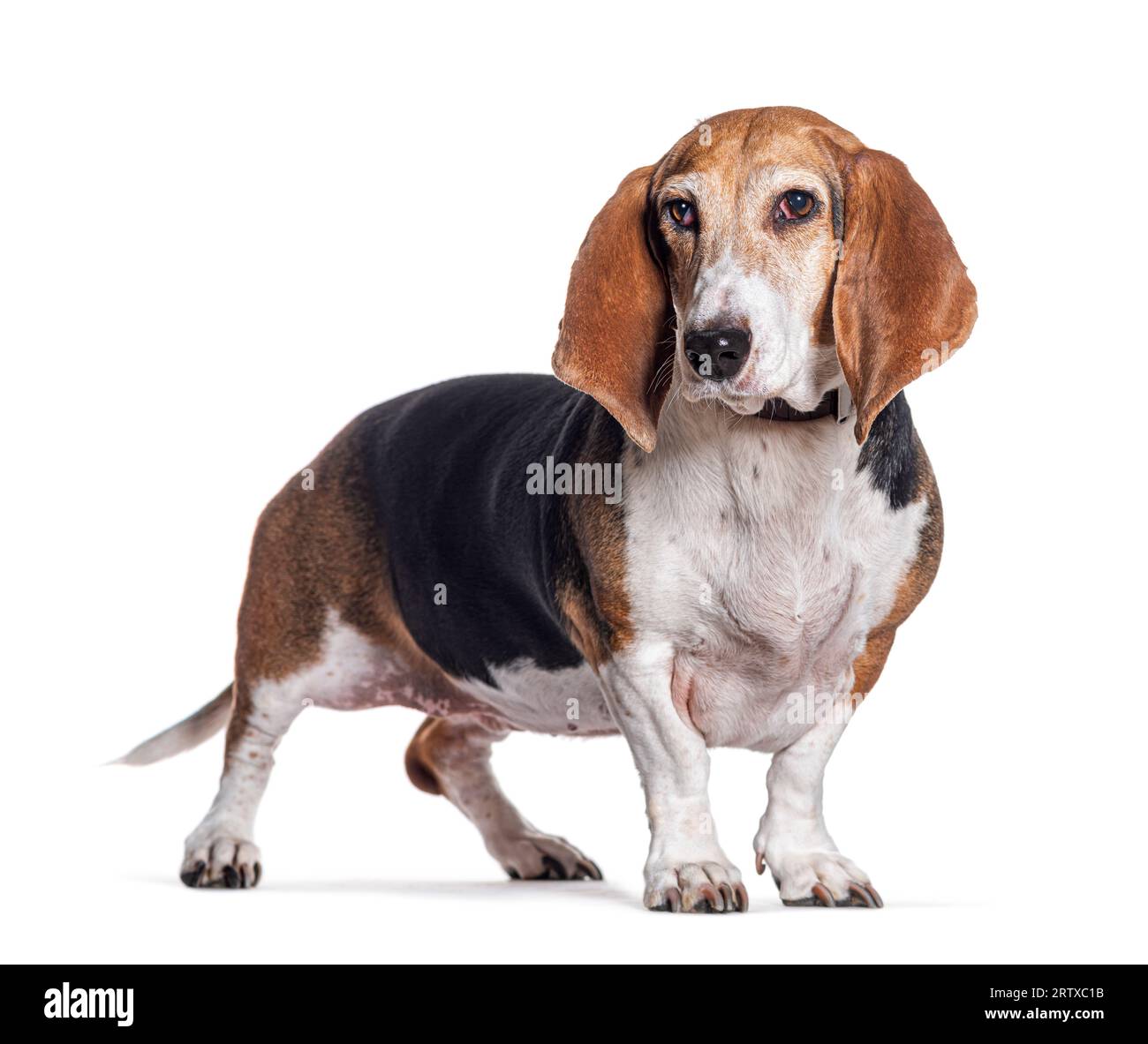 Giovane cane Norman Artesian Basset, isolato su bianco Foto Stock