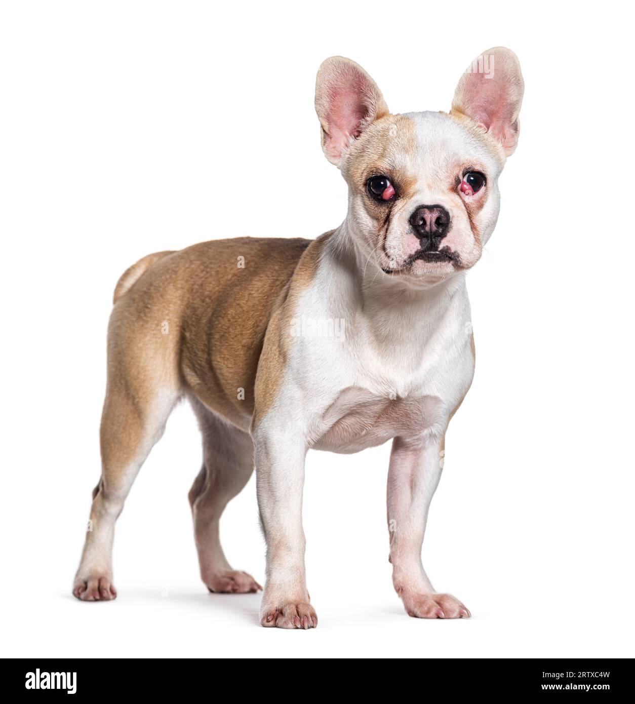Cane malato con vascolarizzazione occhio di ciliegio, isolato su bianco Foto Stock