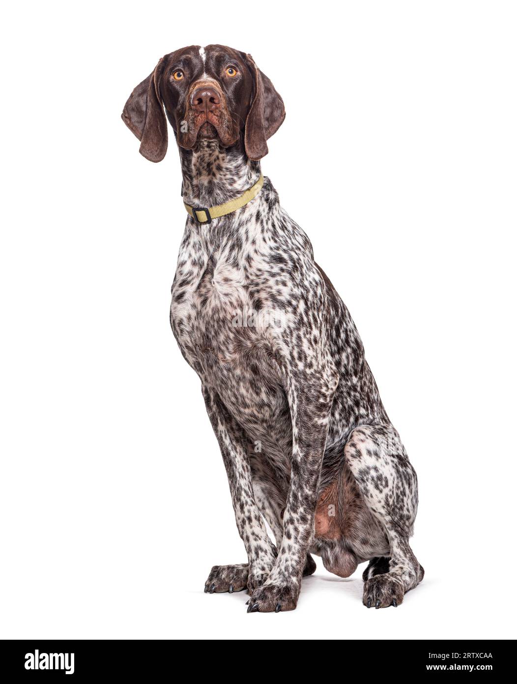 Puntatore con pelo corto tedesco seduto, con colletto per cane, isolato su bianco Foto Stock