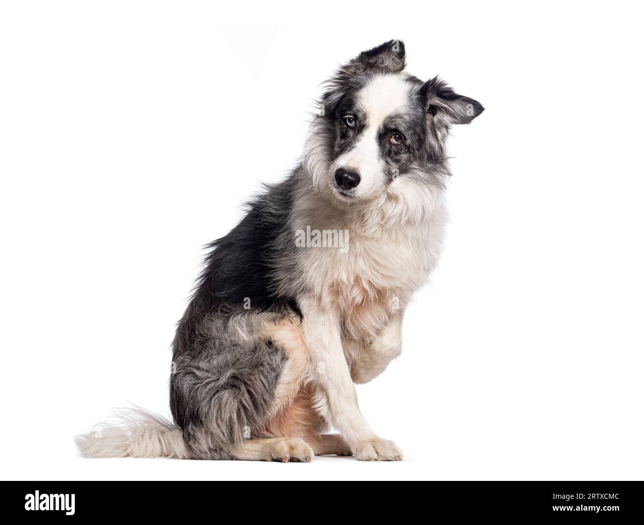 Il cane collie di bordo siede davanti e regge la fotocamera con un aspetto sospetto e serio, isolato su bianco Foto Stock
