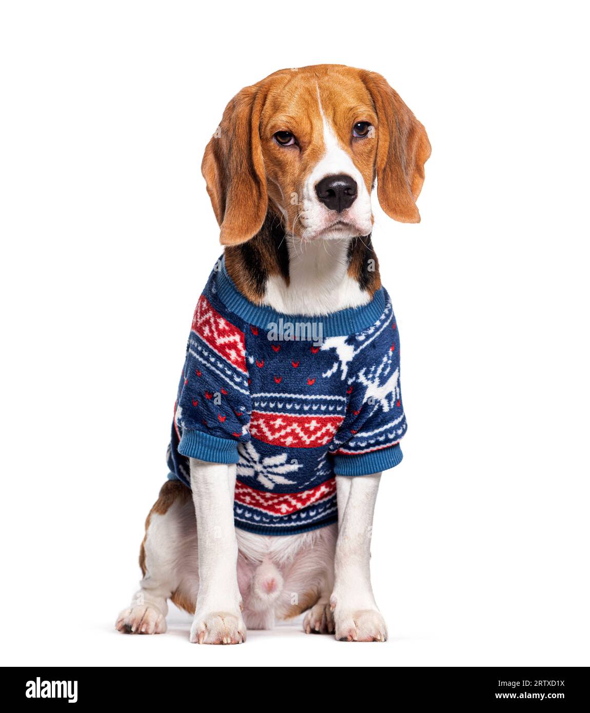 Beagle indossa un cappotto invernale, isolato su bianco Foto Stock
